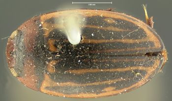 Media type: image; Entomology 34567   Aspect: habitus dorsal view
